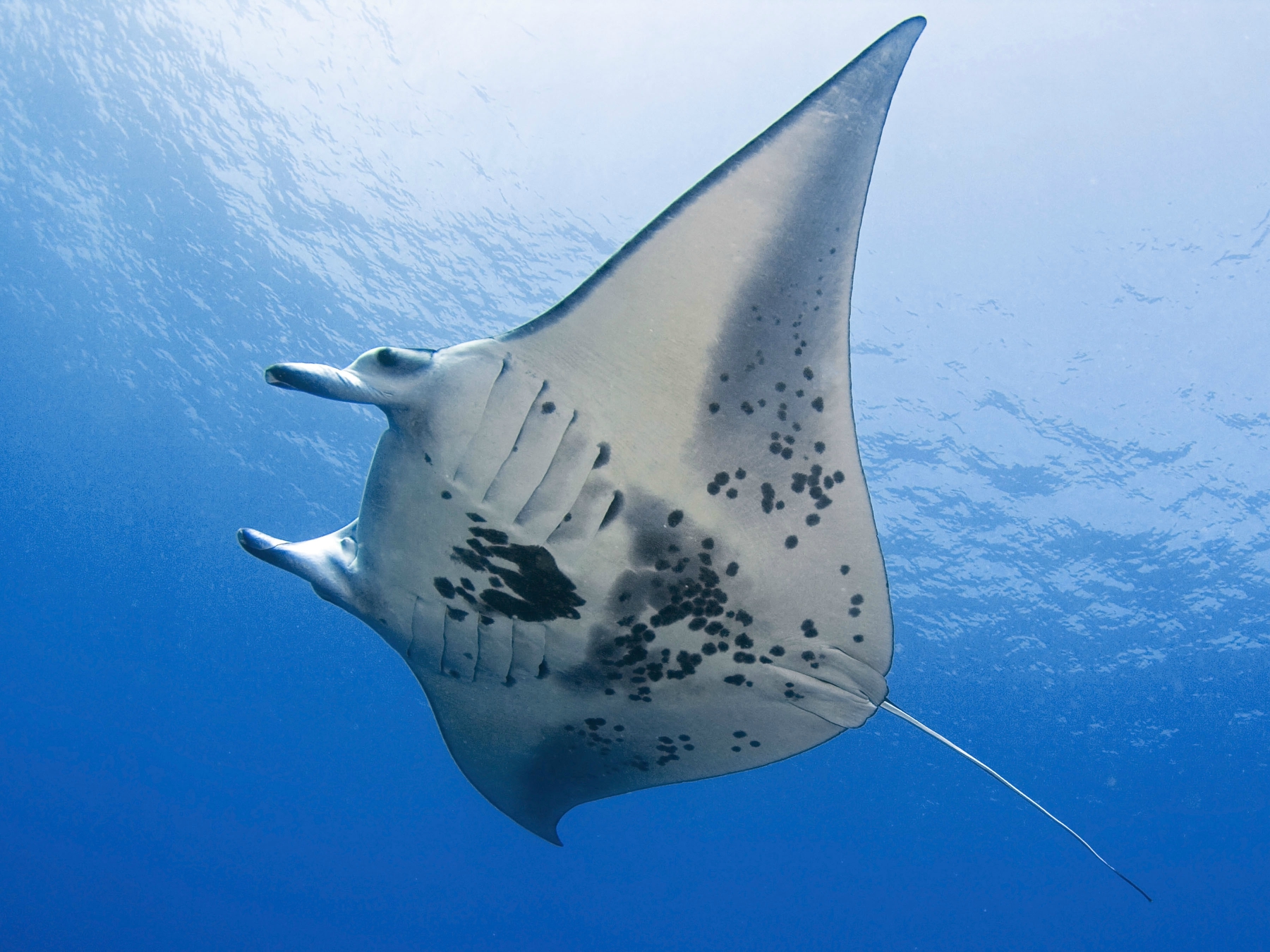 Swim With Manta Rays In Hawaii, A Bucket List Wildlife Adventure