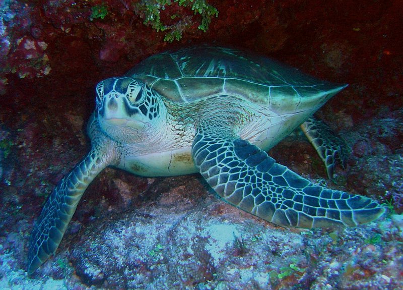 Green Sea Turtles Are No Longer Endangered in Florida and Mexico